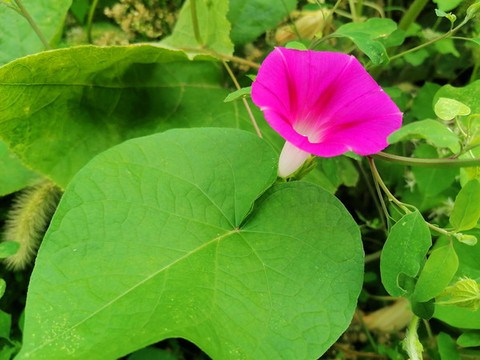 牽牛花