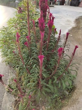 雞冠花