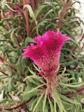 雞冠花