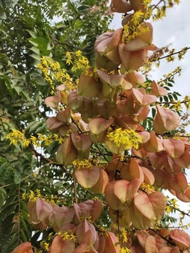 欒樹花開