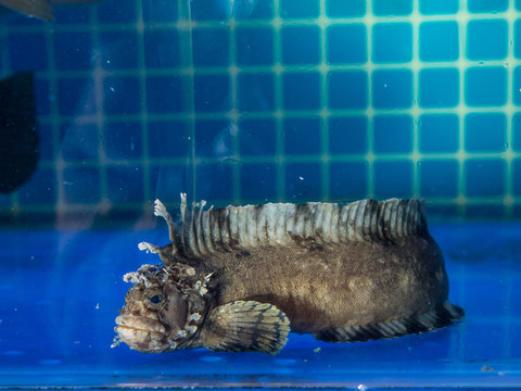 魚