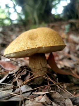 牛肝菌