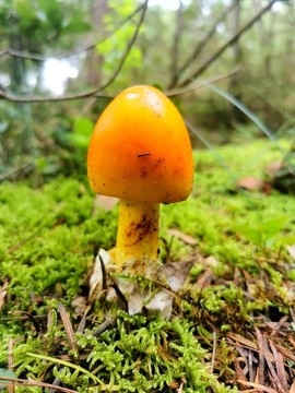 黃籠傘野生菌