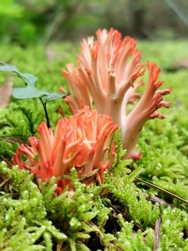 野生菌刷把菌