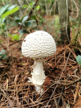 野生菌白桿桿