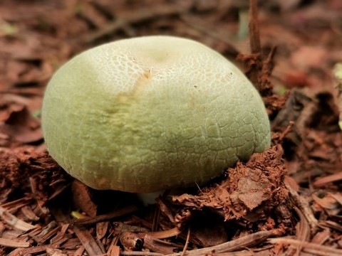 青頭菌