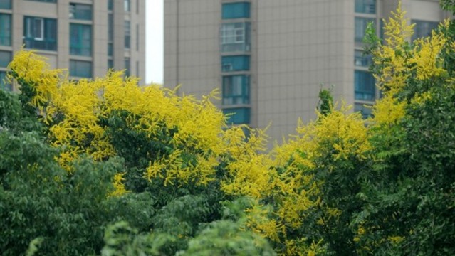 欒樹