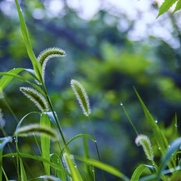 狗尾草