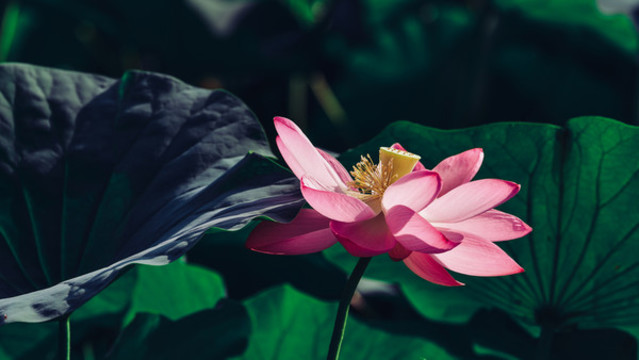 荷花