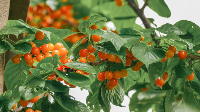 紅櫻桃