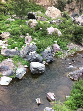散養(yǎng)羊