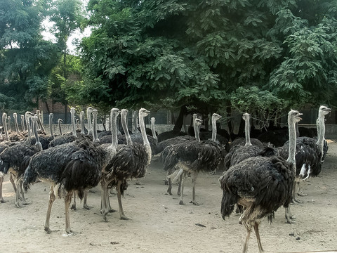 鴕鳥園
