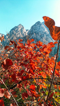 紅葉