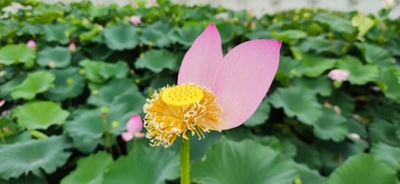 荷花