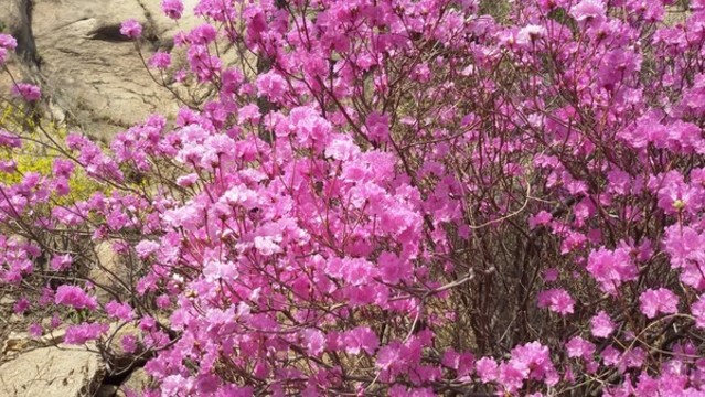 杜鵑花