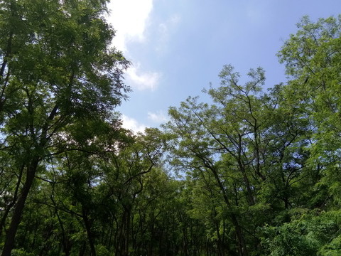 藍(lán)天白云大樹(shù)