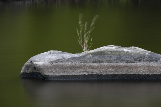 石頭上長草