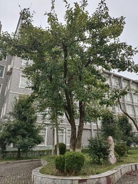 梨樹(shù)與梨