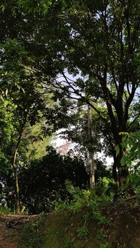 盛夏植被