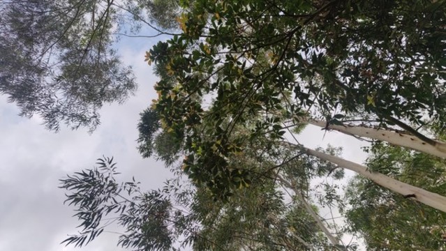 樹冠層