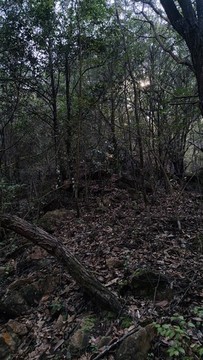 山林