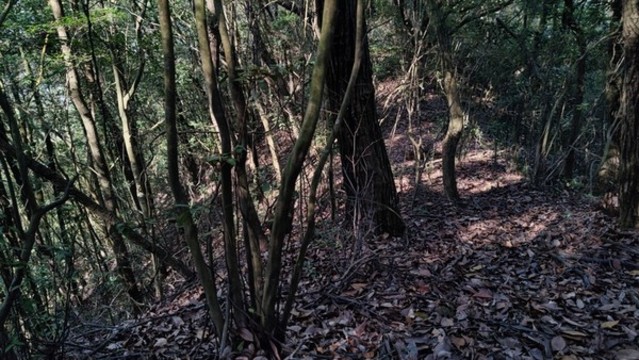 山林
