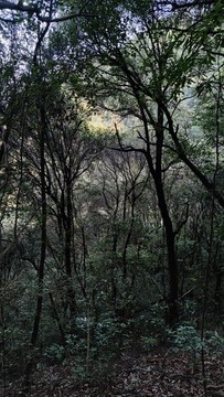 山林