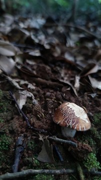 褐色菌