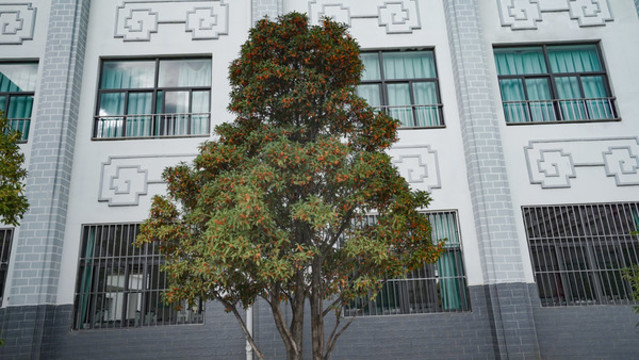 桂花樹