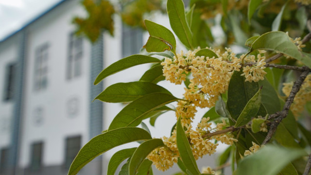 銀桂花開(kāi)