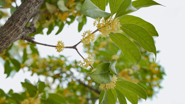 銀桂花開(kāi)