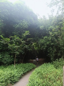 林蔭小道午后休閑樹木