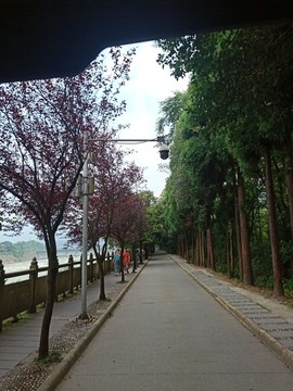 綠蔭小道街道