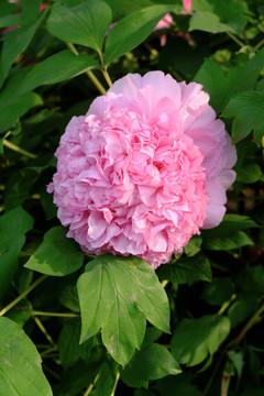 國(guó)色牡丹花卉