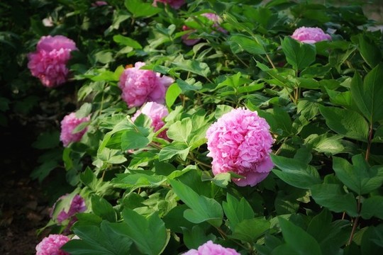 國色牡丹花卉