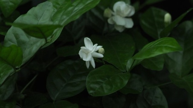 茉莉花