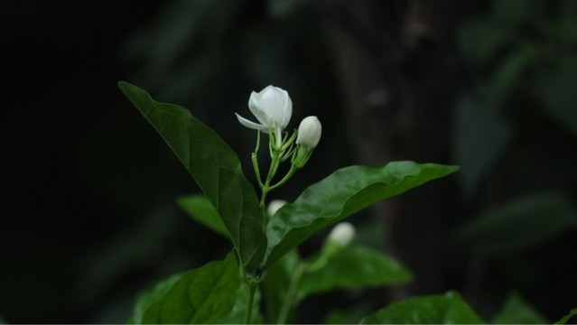 茉莉花