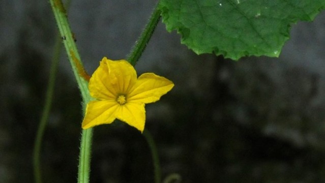 黃瓜花