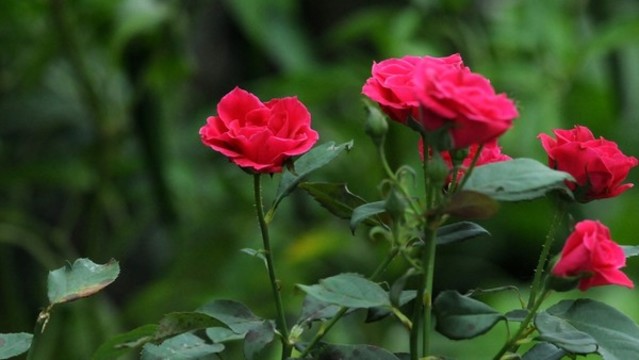 月季花