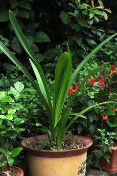 朱頂紅