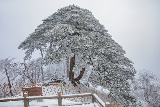 黃山豎琴松