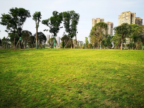 陽光草地