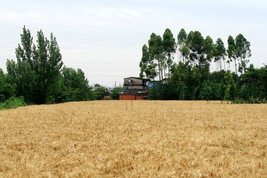 農(nóng)家麥田