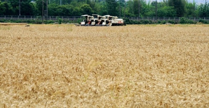 麥田