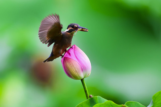 翠鳥(niǎo)