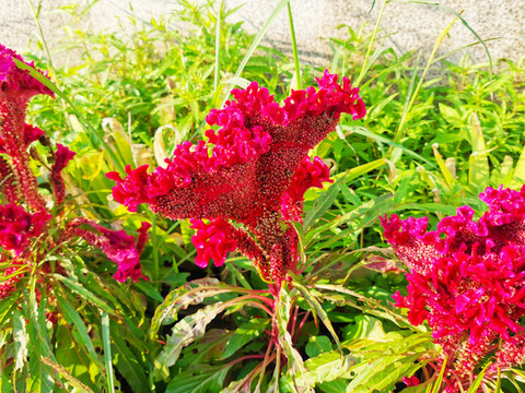 雞冠花