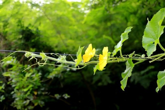 絲瓜藤花