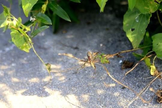 枝葉蝴蝶