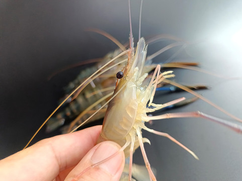 明蝦圖片