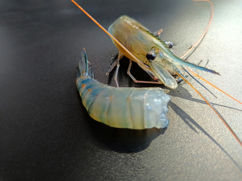 特寫沼蝦蝦仁